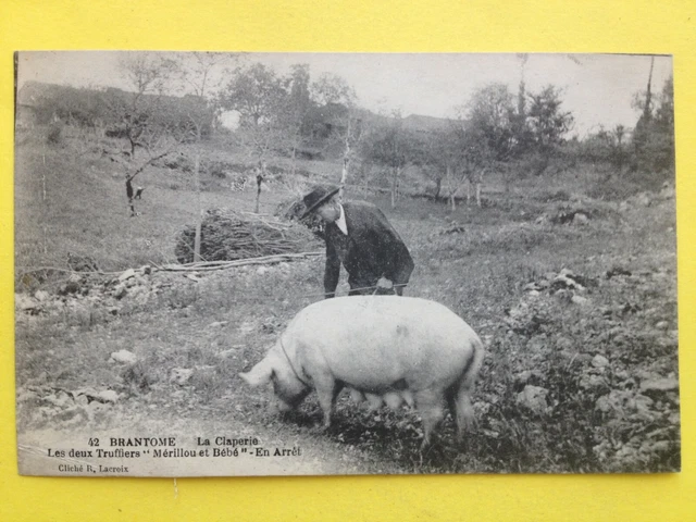 cpa FRANCE BRANTOME COCHON PORC à l'arrêt TRUFFIER Pig Truffle nose mushroom