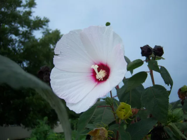 50+ "LUNA" WHITE/RED Dinner Plate Hibiscus Flower Seeds - Hardy Perennial