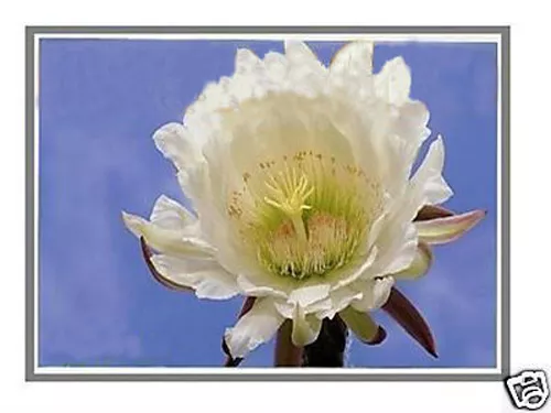 15.6" LCD Screen for HP Compaq Presario CQ56-219WM CQ56-106LA CQ56-111SA Laptop