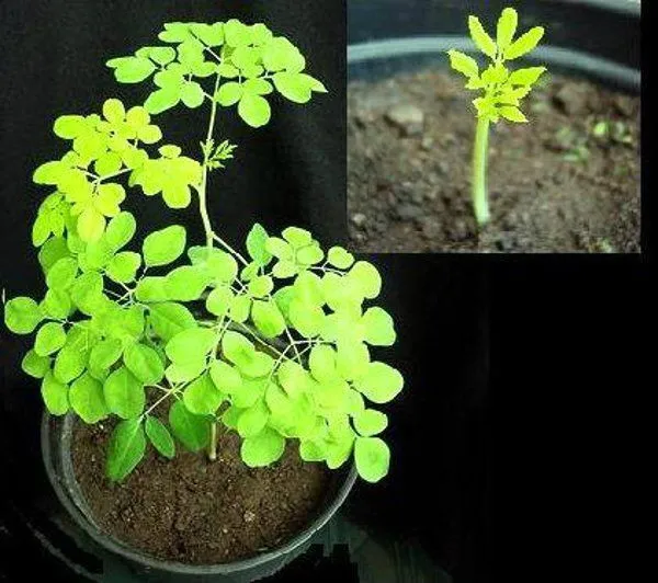 Hübsche Zierpflanze & Nutzpflanze : Meerrettich-Baum „Moringa Oleifera“  / Samen