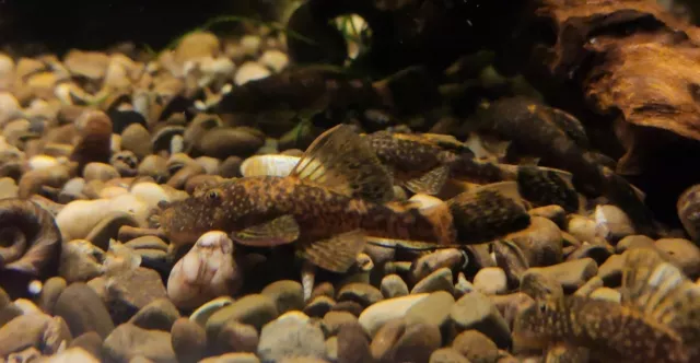 Calico Bristlenose Pleco, (Ancistrus sp.) @ 2" - 3" 