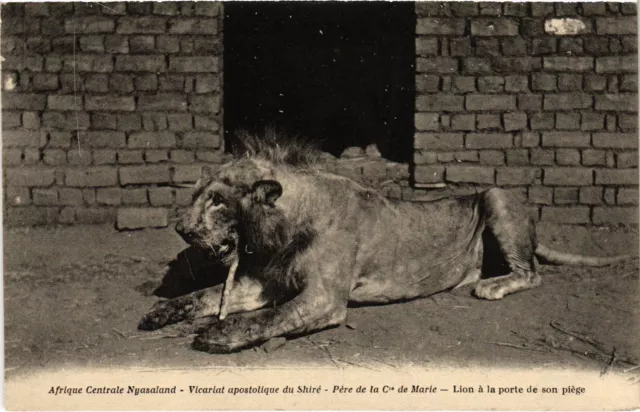 PC MALAWI NYASALAND LION A LA PORTE DE SON PIEGE (a53648)