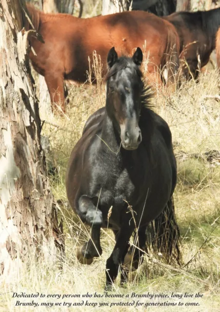 Our Brumbies Our Heritage Book Poetry Mandy Fanelli Australian Wild Horse Brumby 2