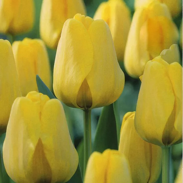20 x Golden Apeldoorn Tulip Bulbs. Yellow flowers. Easy to grow. Spring Flowers