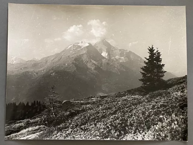 Silver photo of young mountain fir Bernard Darot XXe H6421