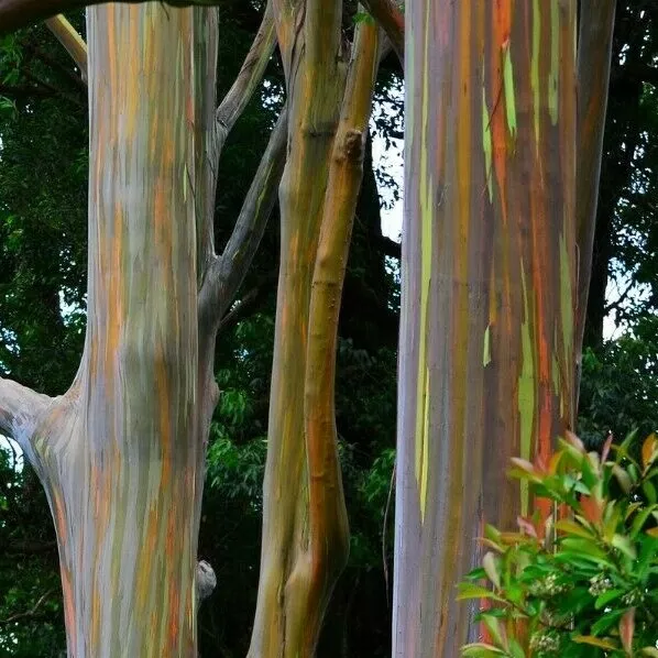 100 semillas arco iris árbol de eucalipto semillas de eucalipto deglupta único 2