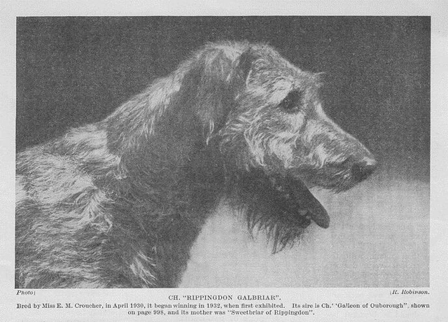 Scottish Deerhound "Head" - 1934 Vintage Dog Art "Photo" Print - CUSTOM MATTED
