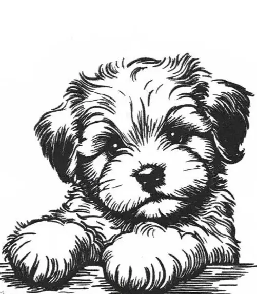 Havanese PUPPY DOG White Cotton Dish Tea Towel EMBROIDERED Personalized
