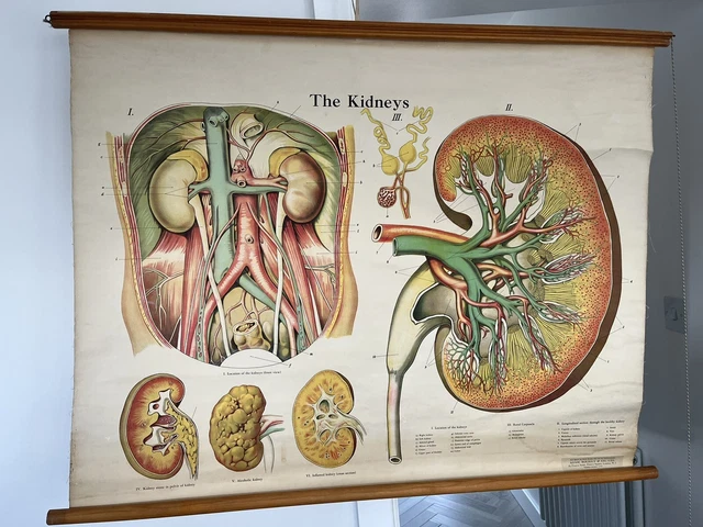 ANTIQUE VINTAGE ADAM Rouilly Wall Chart Poster Medical The Kidney £184. ...