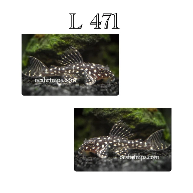Pleco - L 471 White Spotted Dwarf Pleco 1 Inch