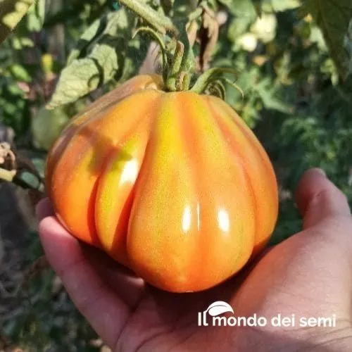 Pomodoro Cuore Di Bue Sel. Albenga 300/400 Semi  - 1 Grammo Professionali