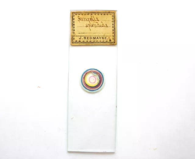 Antique Microscope  Slide. Diatom Surirella Splendida by J.Redmayne.