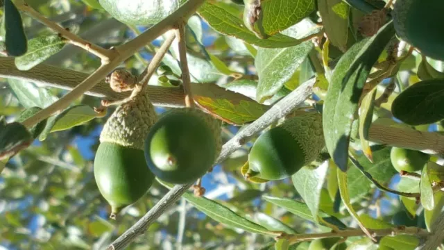 30 - Quercus Ilex Holly Holm Oak Mediterranean Dalmatian Coast, Sept 2023 Acorns