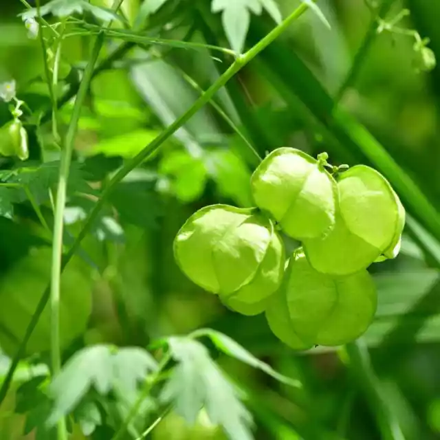 Balloon Vine-Cardiospermum Halicacabum- 10 Seeds - - BOGO 50% off SALE