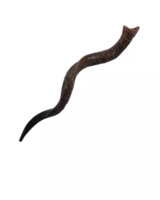 Shofar Kudu Yemenite antelope Horn Size Between 40-44" All Natural + Odor Spray