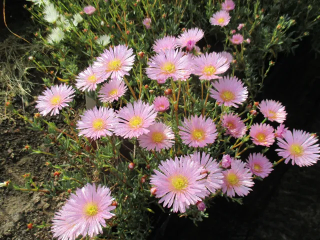 MESEM Rosa Delosperma Planta con raiz 8 cm mesem Ice plant