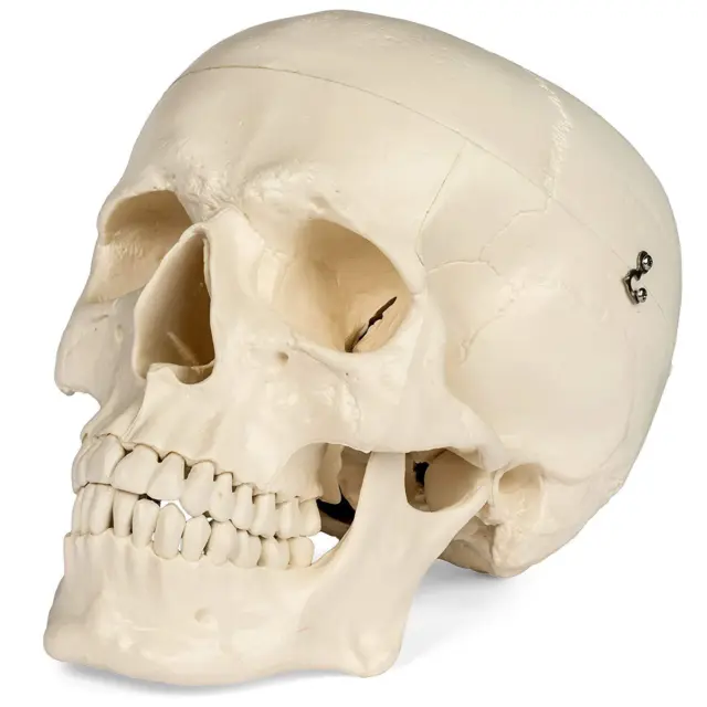 medical anatomical skull model - 1:1 life size replica anatomy adult human he...