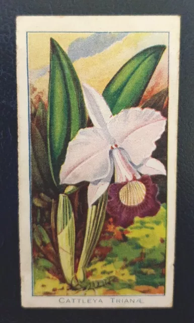 Carreras Cigarettes,  Orchids card#1