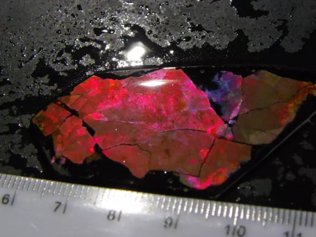 Nice Rough Ammolite Specimen 31cts Red Colour Thin Colour Black Base Canada NR