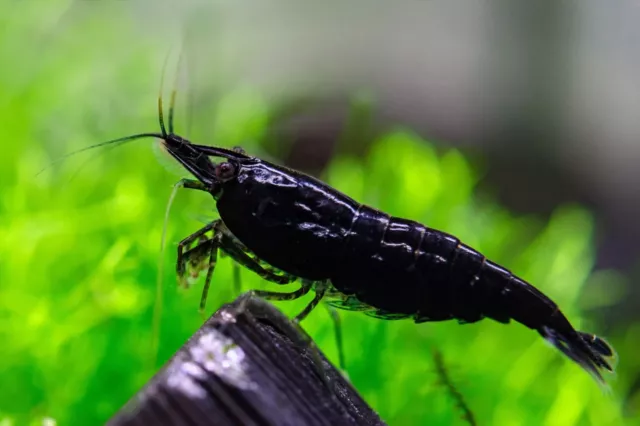 10x GAMBA NEOCARIDINA BLACK SAKURA, para acuario, pecera de agua dulce caliente.