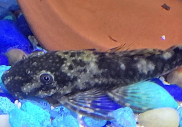 Tank Bred Green Dragon Bristlenose Pleco 1-1 1/2 3