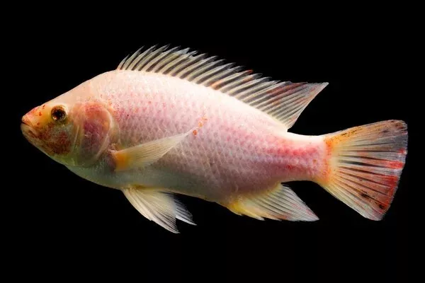 tilapia  red     (Pack of 10 fry   )  live fish