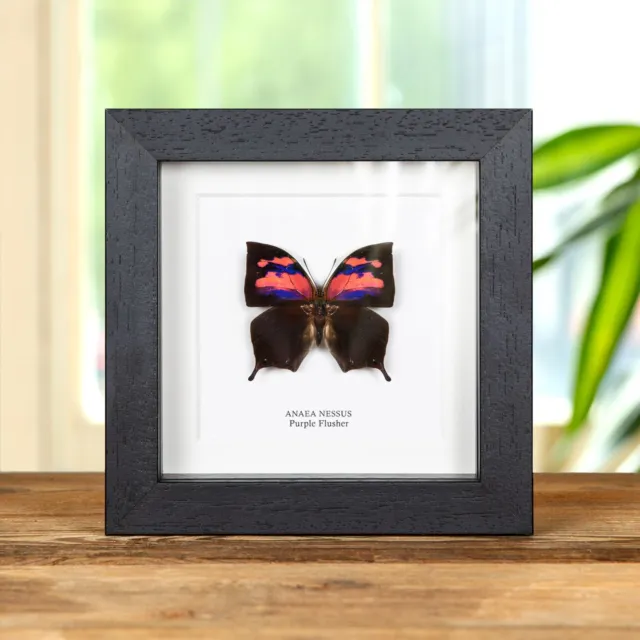 Purple Flusher Butterfly Taxidermy In Box Frame (Anaea nessus)