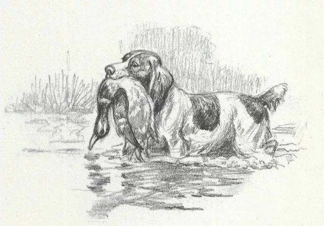 English Springer Spaniel - 1953 Vintage Dog Art Print - Megargee 0507