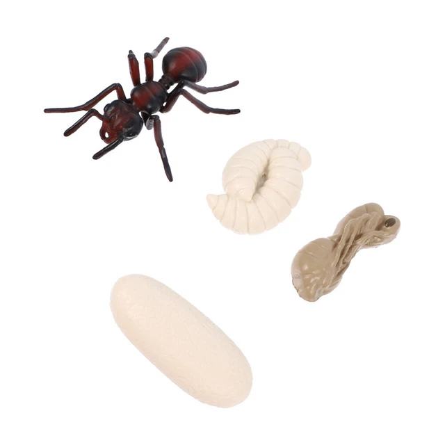 1 SET/4PCS RED Ant Display Models Education Insect Toy £7.76 - PicClick UK