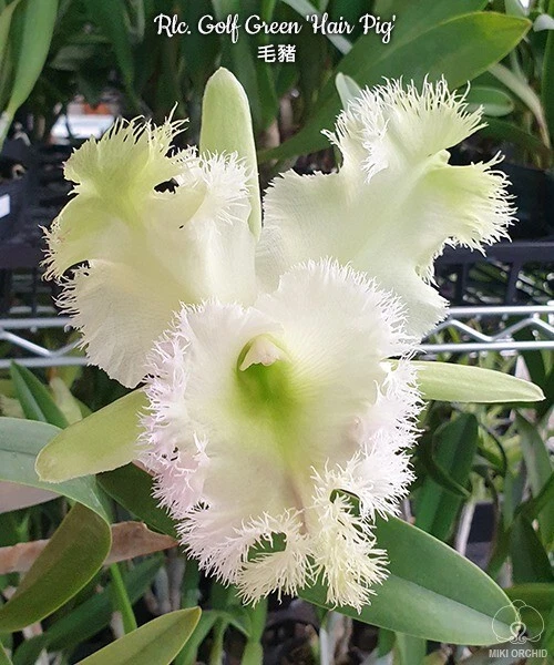 Orchid Orchidee Cattleya (Rlc.) Golf Green 'Hair Pig', Huge fragrant flow (22Pr)