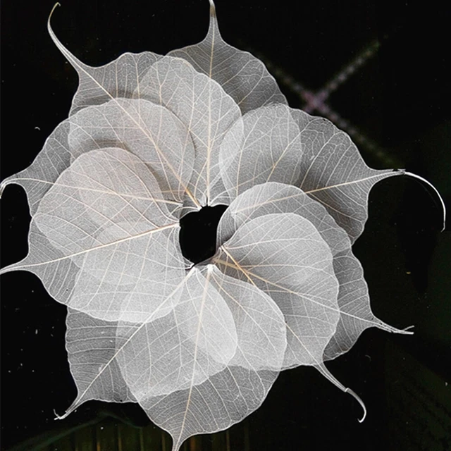 20 piezas Hojas de esqueleto artificial de bambú Hojas Hoja Esqueleto Arte Blanco