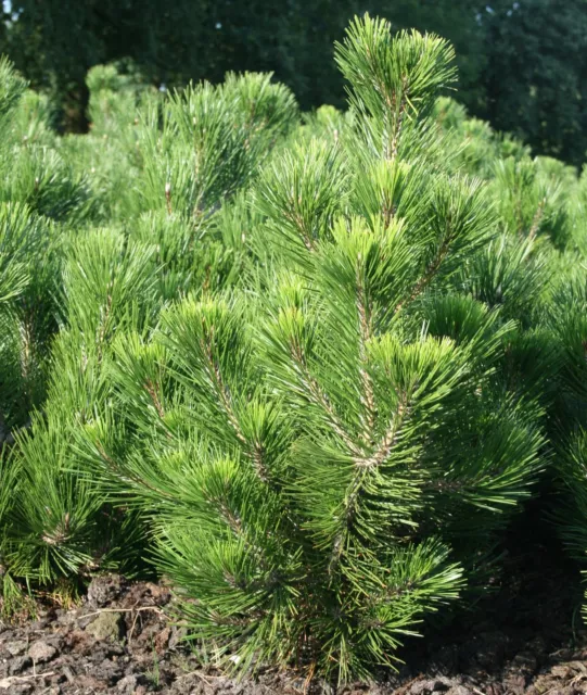 Schlangenhautkiefer Pinus heldr. var. leucodermis 40-50 cm Container oder Ballen