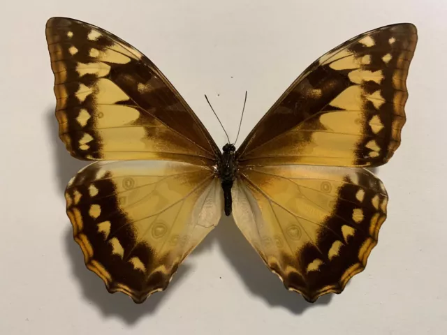 Morpho cypris  Female Colombia