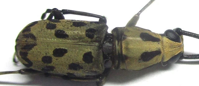 Q014 GNE | CL : Anthribidae: Xenocerus confertus male 14mm******************