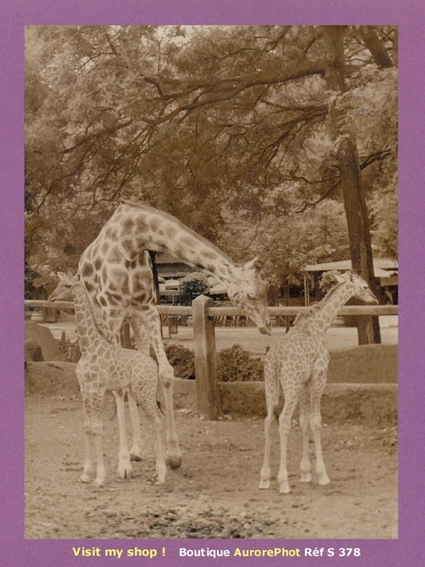 Guerre 1939-1945. Le zoo de Vincennes. Paris (12e arr