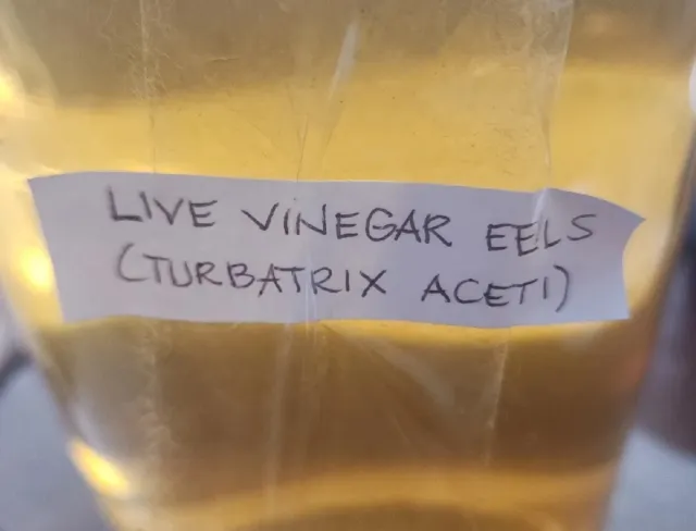Vinegar Eels Huge Live Culture Food For Fish Fry 16 Oz. Free Shipping
