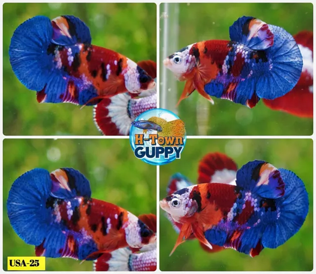USA25 - Live Betta Fish - High Quality Grade -  Nemo Candy Galaxy Multi Colors