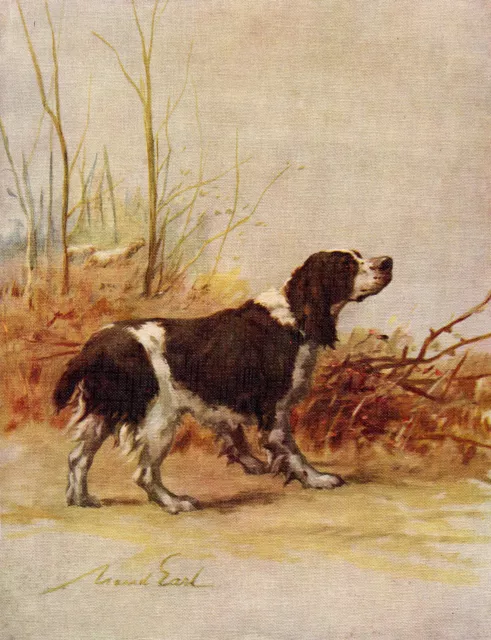 English Springer Spaniel Lovely Old 1934 Dog Colour Art Print By Maud Earl