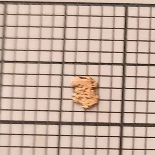 1 Großer Goldnugget ca. 3 x 2,2 mm" Herkunftsland USA Alaska "SA