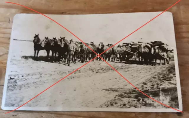 Old Photo Working Horses & Carts At Birdsville Track 1921 SA South Australia