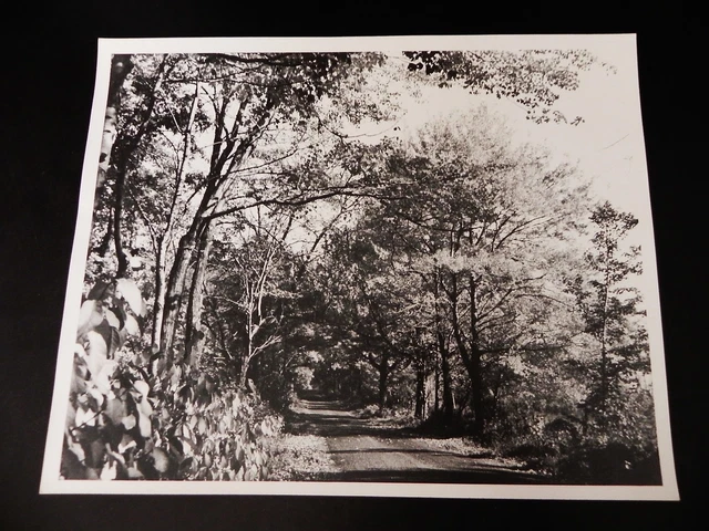 KGgallery 3 Picture Print Lot BRIDGE TREE ROAD BLACK WHITE 8x10 Nature Art Photo