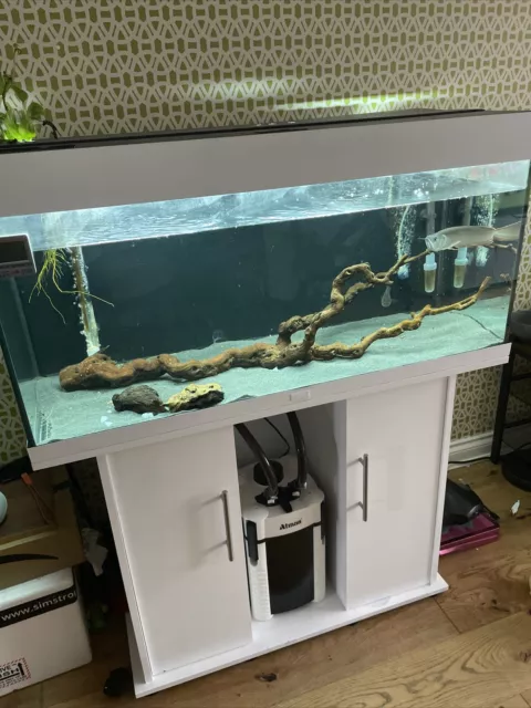 Juwel Rio 180 Aquarium and Stand with fish