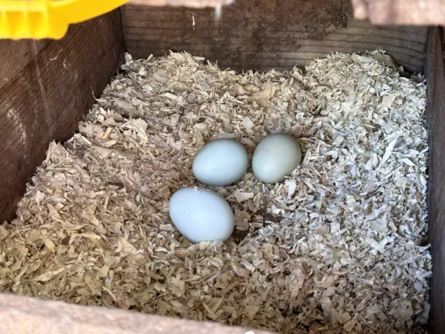 12 fertile chicken Easter Egger hatching eggs.