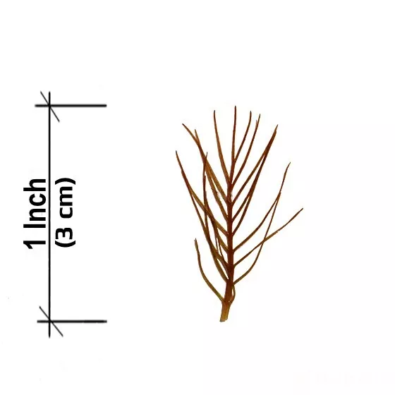 Myrio Red BUY 2 GET 1 FREE Ruby Foxtail Watermilfoil Live Aquarium Plants Bunch 2