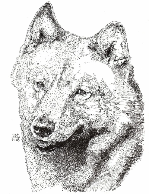 Finnish Spitz Cards 10 Cards Finnish Spitz Cards 10 Cards