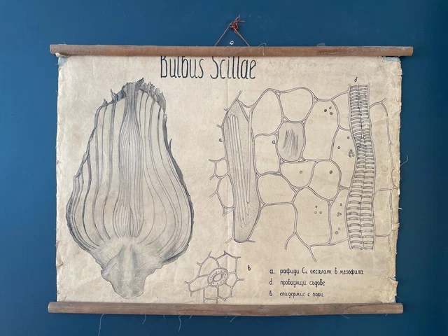 Cartellone botanico vintage anni '70 FATTO A MANO Università farmaceutica...