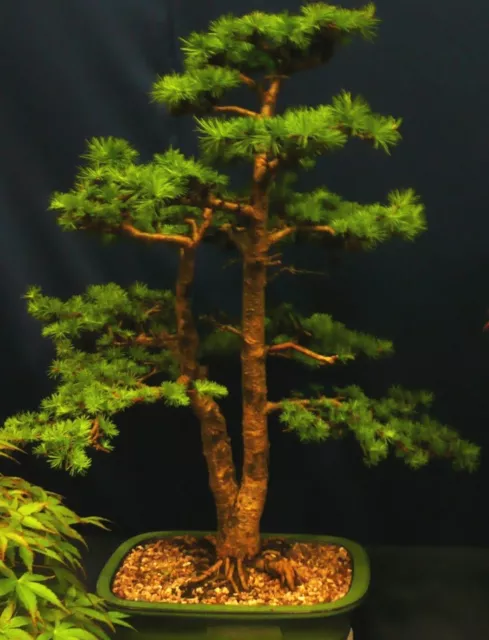 SAMEN Saat Sämereien Bonsai PINOW TANNE Nadelbaum Gehölz winterhart frosthart