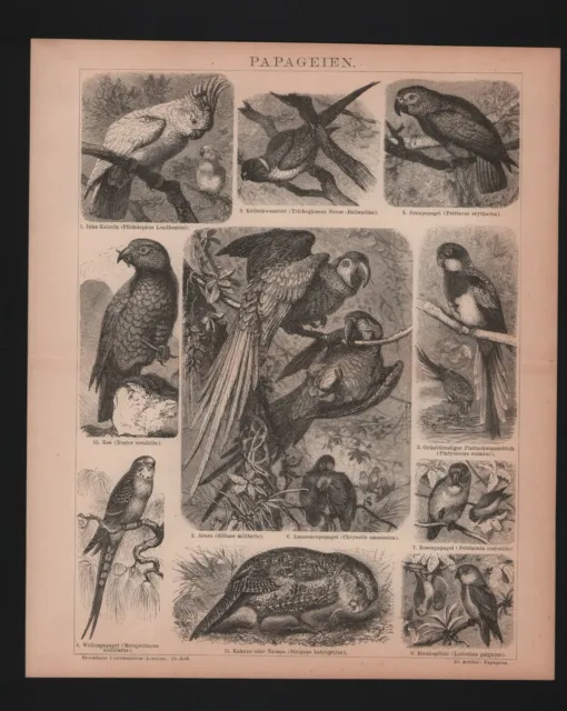 Lithografie 1886, Papageien. Vögel Kea Rosenpapagei