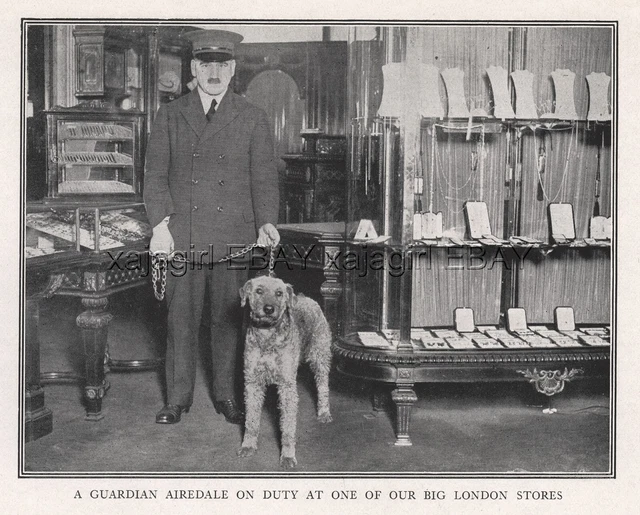 DOG Airedale Terrier Department Store Guard Police Dog, Rare Antique Print