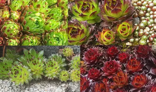 Sempervivum Mix - 9 Pflanzen | Hauswurz Stein-Rosen mit nackten Wurzeln